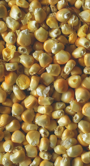 corn