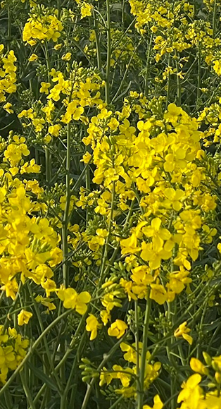 rapeseed