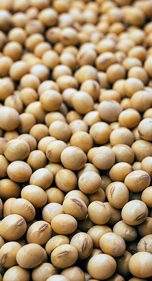 soybeans