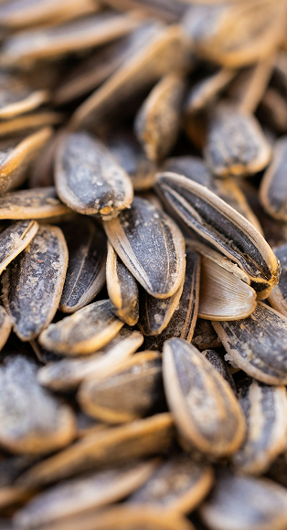sunflower seeds
